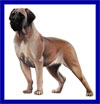 Click here for more detailed Mastiff breed information and available puppies, studs dogs, clubs and forums